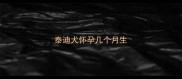 泰迪犬怀孕几个月生