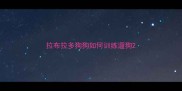拉布拉多狗狗如何训练遛狗