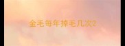 金毛每年掉毛几次