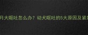 哈士奇三个月大呕吐怎么办幼犬呕吐的5大原因及紧急处理指南