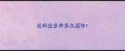 拉布拉多养多久成年