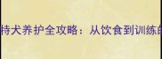 5个月大黑色比特犬养护全攻略从饮食到训练的保姆级指南
