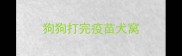 狗狗打完疫苗犬窝