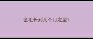 金毛长到几个月定型