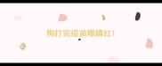 狗打完疫苗眼睛红