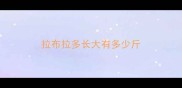拉布拉多长大有多少斤