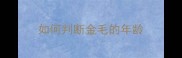 如何判断金毛的年龄