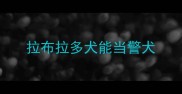 拉布拉多犬能当警犬
