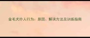 金毛犬扑人行为原因解决方法及训练指南