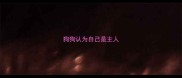 狗狗认为自己是主人