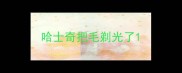 哈士奇把毛剃光了