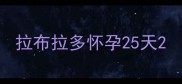 拉布拉多怀孕25天