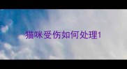 猫咪受伤如何处理