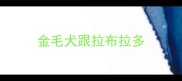 金毛犬跟拉布拉多