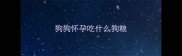 狗狗怀孕吃什么狗粮