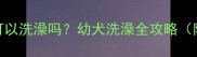 一个月大的狗狗可以洗澡吗幼犬洗澡全攻略附新手避坑指南