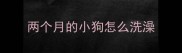 两个月的小狗怎么洗澡