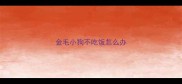 金毛小狗不吃饭怎么办
