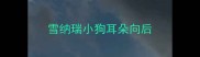 雪纳瑞小狗耳朵向后