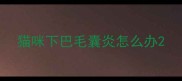 猫咪下巴毛囊炎怎么办