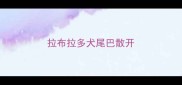 拉布拉多犬尾巴散开