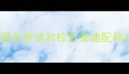 黑色泰迪和棕色泰迪配种