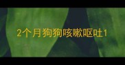 2个月狗狗咳嗽呕吐