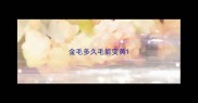 金毛多久毛能变黄