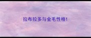 拉布拉多与金毛性格