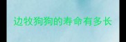 边牧狗狗的寿命有多长
