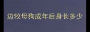 边牧母狗成年后身长多少