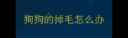 狗狗的掉毛怎么办