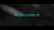 哈士奇幼犬尿粉红色