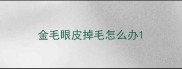 金毛眼皮掉毛怎么办