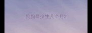 狗狗最少生几个月