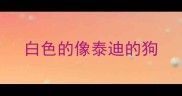 白色的像泰迪的狗