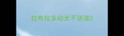 拉布拉多幼犬不活泼