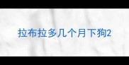 拉布拉多几个月下狗