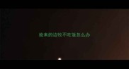 捡来的边牧不吃饭怎么办