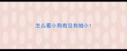 怎么看小狗有没有细小