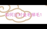 如何应对金毛掉毛