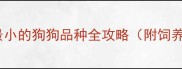 吉娃娃全球公认最小的狗狗品种全攻略附饲养指南与养护误区