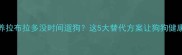 宅家养拉布拉多没时间遛狗这5大替代方案让狗狗健康快乐