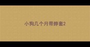 小狗几个月带脖套