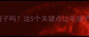 泰迪犬能吃桃子吗这5个关键点让毛孩子健康又安心