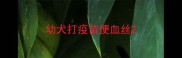 幼犬打疫苗便血丝