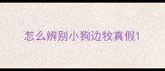 怎么辨别小狗边牧真假