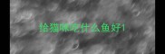给猫咪吃什么鱼好
