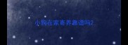 小狗在家寄养靠谱吗