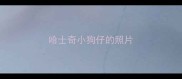 哈士奇小狗仔的照片
